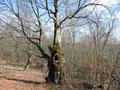 A fotót feltöltötte <i>Arpi</i>   2017.05.02.