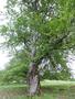 Photo uploaded by <i>Arpi</i> on 05/17/2017