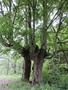Photo uploaded by <i>Arpi</i> on 05/20/2017