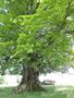 Photo uploaded by <i>Arpi</i> on 05/28/2017