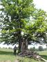 Photo uploaded by <i>Arpi</i> on 06/23/2017