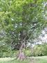 Photo uploaded by <i>Arpi</i> on 06/23/2017