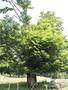 Photo uploaded by <i>Arpi</i> on 06/23/2017