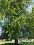 Photo uploaded by <i>Arpi</i> on 07/12/2017
