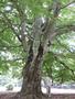 Photo uploaded by <i>Arpi</i> on 07/26/2017