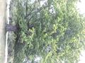 Photo uploaded by <i>Arpi</i> on 07/26/2017