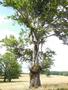 Photo uploaded by <i>Arpi</i> on 07/26/2017