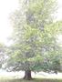 Photo uploaded by <i>Arpi</i> on 07/26/2017