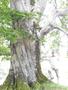 Photo uploaded by <i>Arpi</i> on 07/26/2017