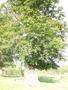 Photo uploaded by <i>Arpi</i> on 07/27/2017