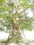 Photo uploaded by <i>Arpi</i> on 07/27/2017