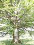 Photo uploaded by <i>Arpi</i> on 07/27/2017