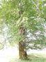 Photo uploaded by <i>Arpi</i> on 07/27/2017