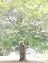Photo uploaded by <i>Arpi</i> on 08/15/2017