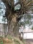 Photo uploaded by <i>Arpi</i> on 08/19/2017