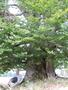 Photo uploaded by <i>Arpi</i> on 08/19/2017