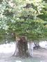 Photo uploaded by <i>Arpi</i> on 08/27/2017