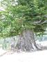 Photo uploaded by <i>Arpi</i> on 08/27/2017
