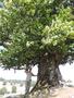 Photo uploaded by <i>Arpi</i> on 08/27/2017