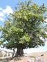 Photo uploaded by <i>Arpi</i> on 08/27/2017