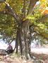 Photo uploaded by <i>Arpi</i> on 10/21/2017