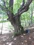 Photo uploaded by <i>viorelarghius</i> on 07/22/2018