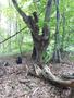 Photo uploaded by <i>viorelarghius</i> on 07/22/2018