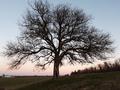 A fotót feltöltötte <i>viorelarghius</i>   2018.12.02.