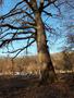 A fotót feltöltötte <i>viorelarghius</i>   2019.03.03.