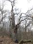 A fotót feltöltötte <i>viorelarghius</i>   2019.03.09.