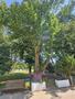 Photo uploaded by <i>septimosaur</i> on 06/26/2025
