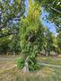 Photo uploaded by <i>septimosaur</i> on 06/26/2025