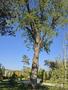 Photo uploaded by <i>Cionescu1971</i> on 08/01/2026