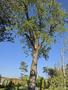 Photo uploaded by <i>Cionescu1971</i> on 08/01/2026